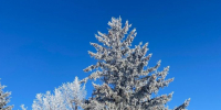 Прогноз погоды на 25 февраля в Менделеевске - Менделеевские новости